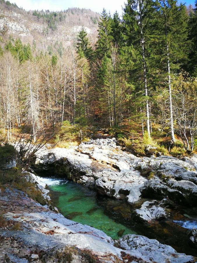 Planika B&M Leilighet Bohinj Eksteriør bilde
